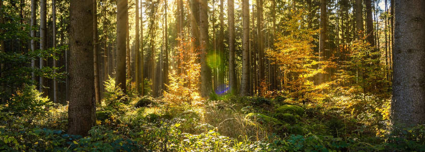 Waldbestattung als Sozialbestattung letzte Ruhe unterm Baum